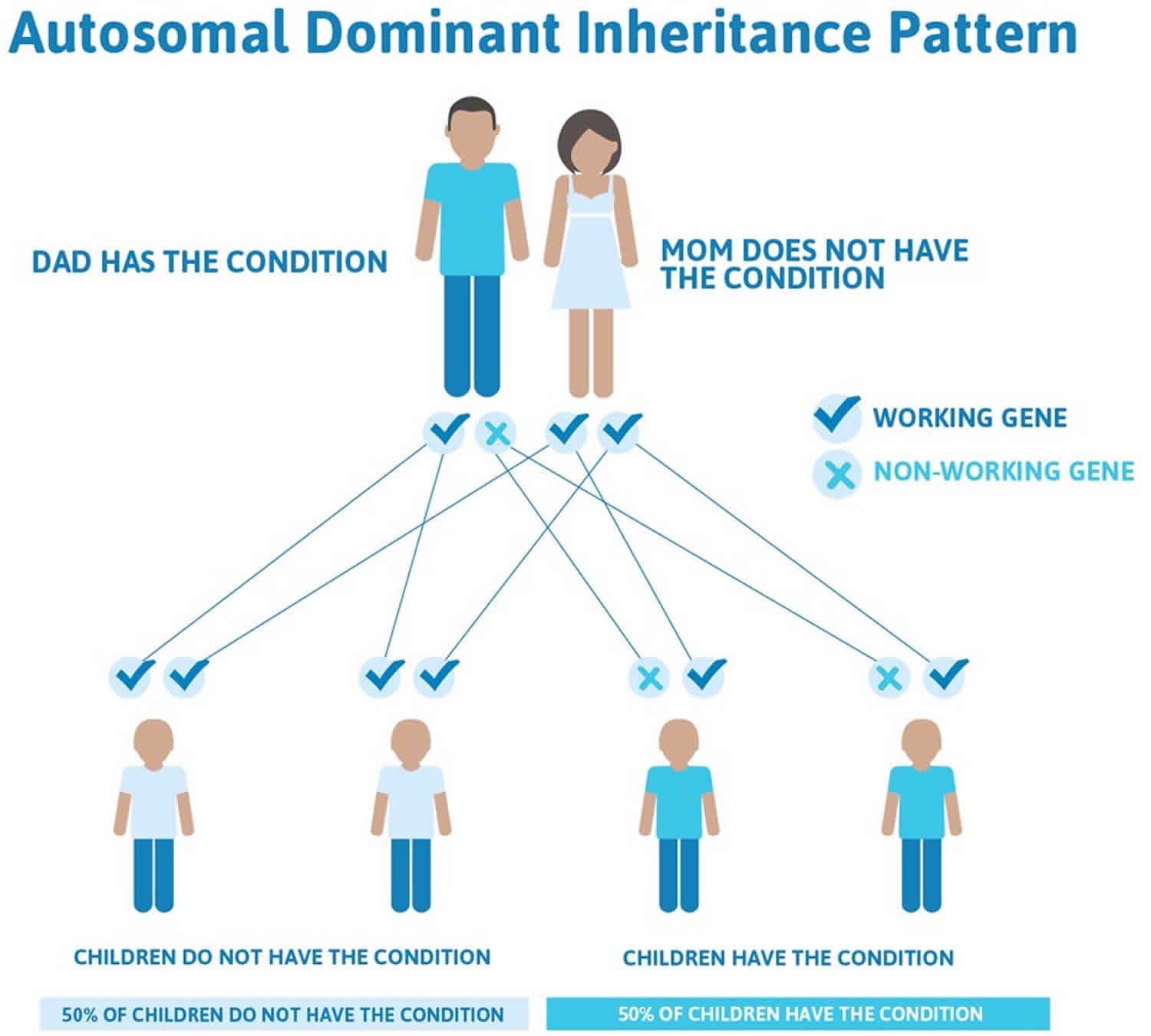 Autosomal dominant Inheritance Pattern Autosomal dominant Diseases
