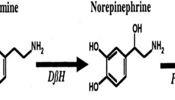 catecholamines