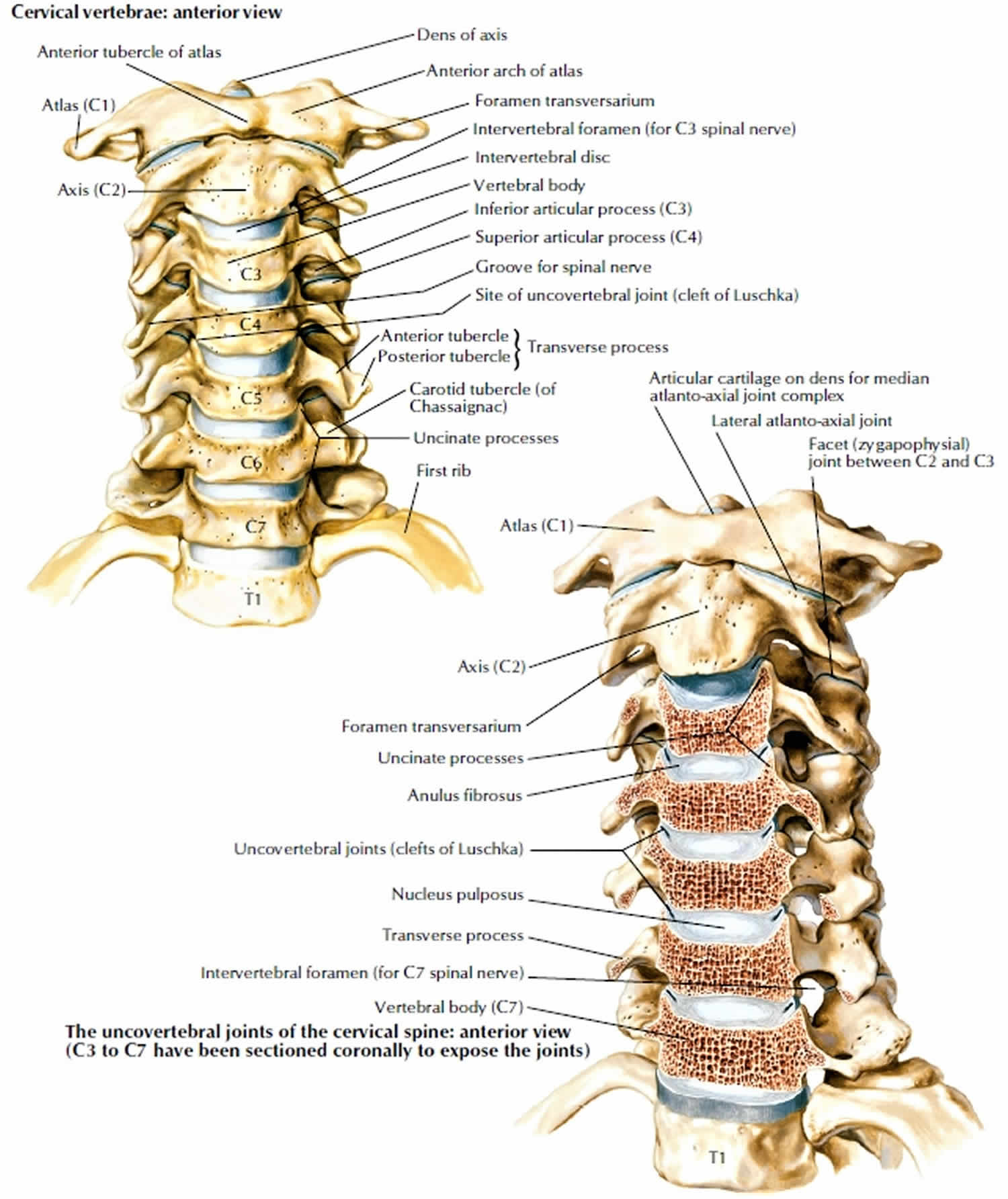 What Is The Bone Around Your Neck Called