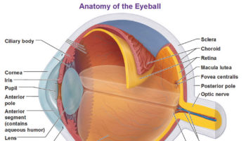 choroid