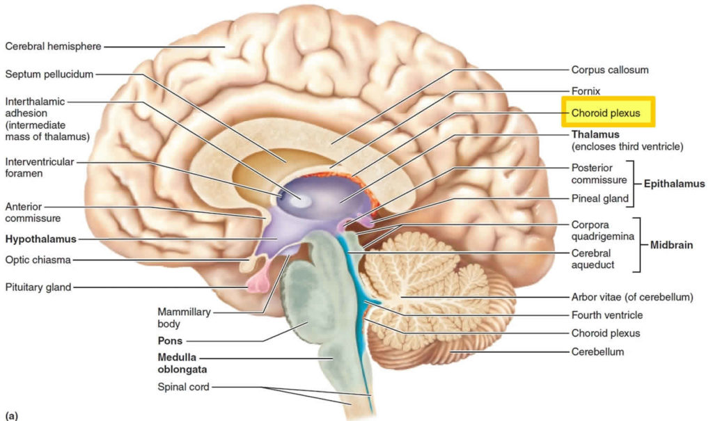 Choroid eye and choroid plexus function and choroid plexus tumors