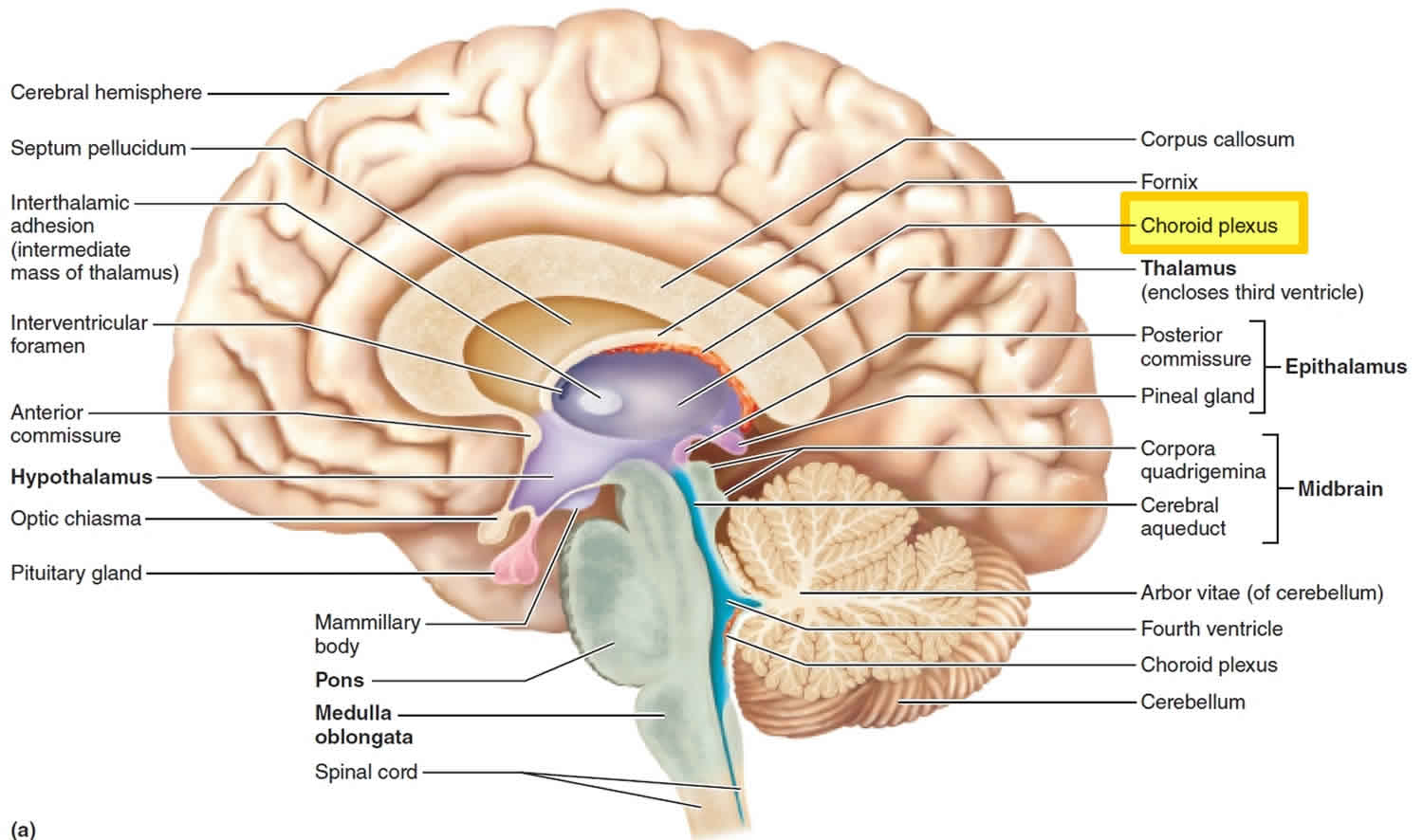 choroid plexus diagram