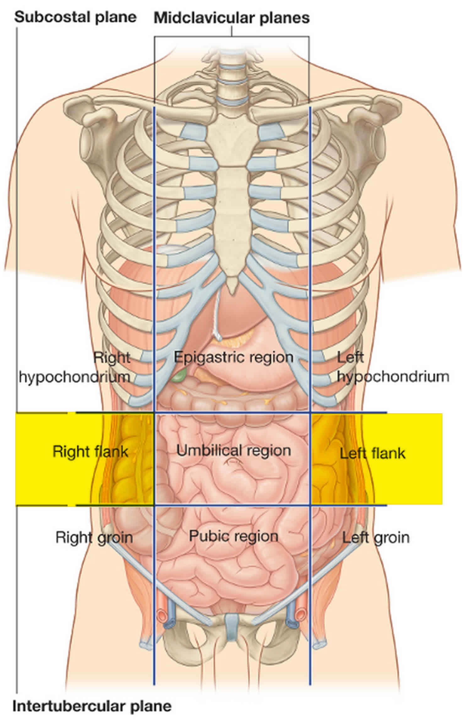 Органы брюшной полости с ребрами