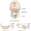 hyoid bone
