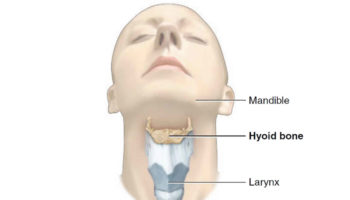 hyoid bone