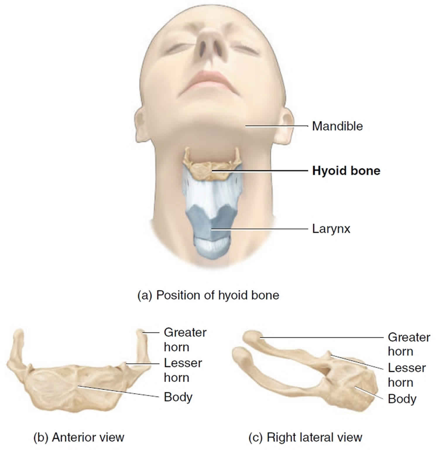 Hyoid Bone On Skeleton 3781