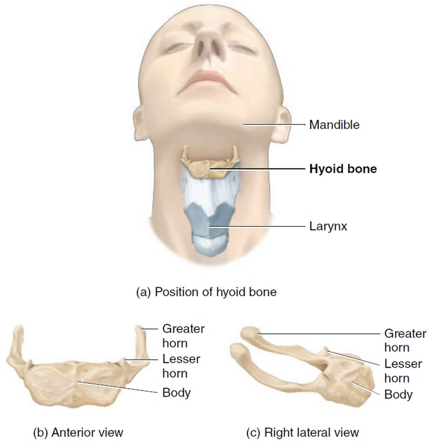 hyoid bone on skeleton