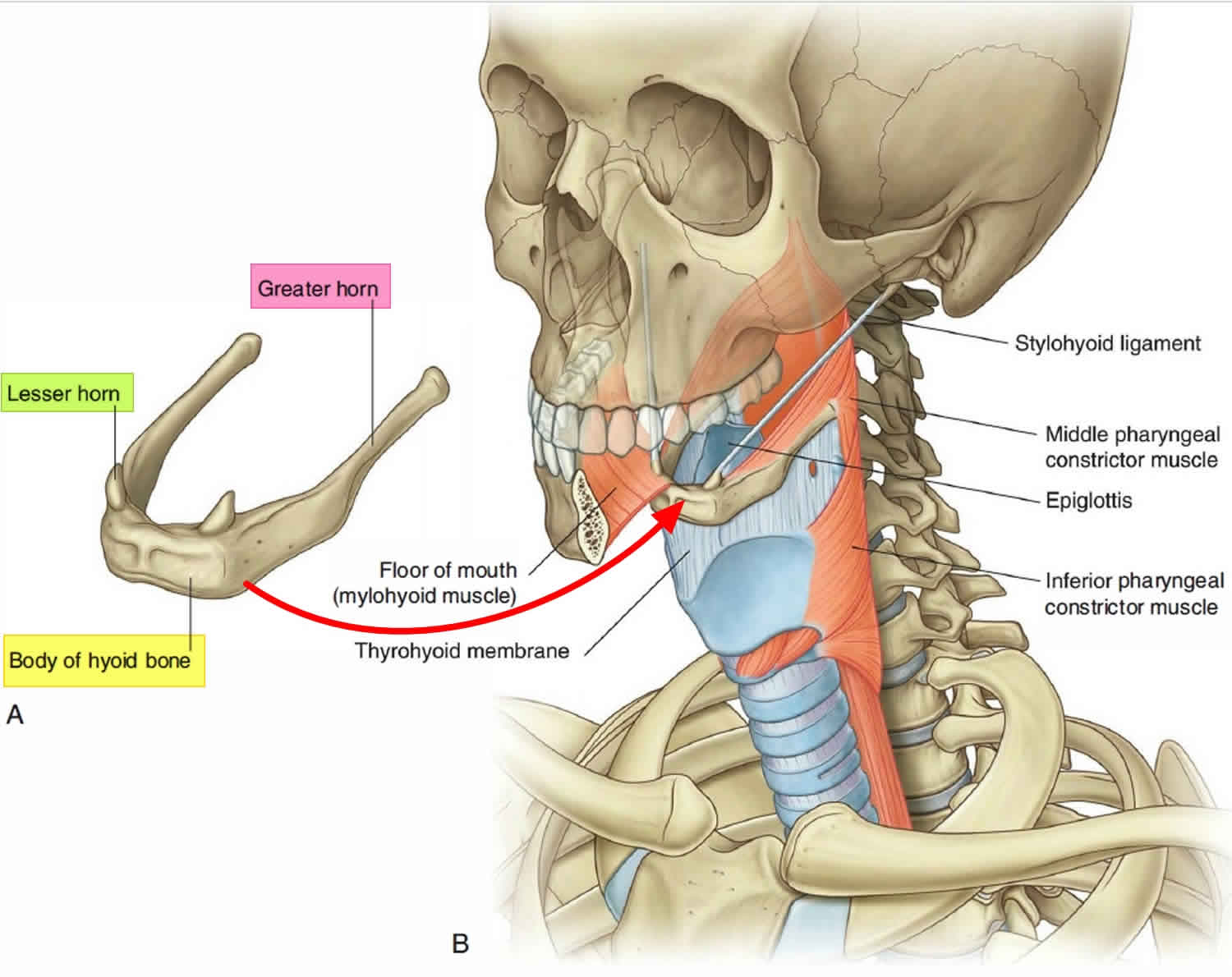 hyoid bone anatomy fracture location where dislocation