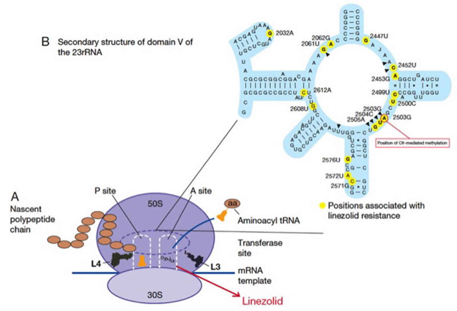 mechanism of antibiotic resistance - mutations of the target site