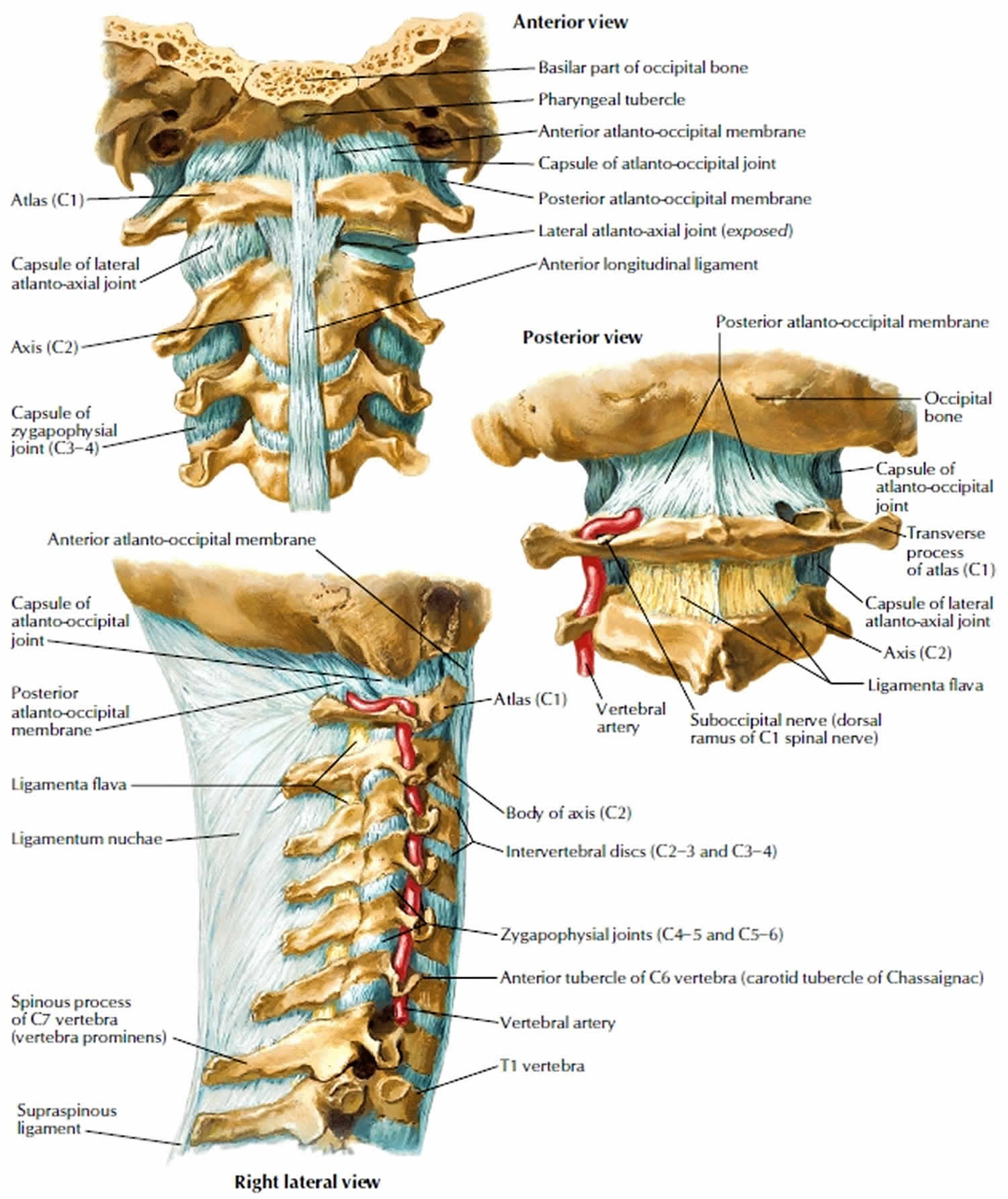 neck-sprain-causes-symptoms-recovery-time-treatment-exercises