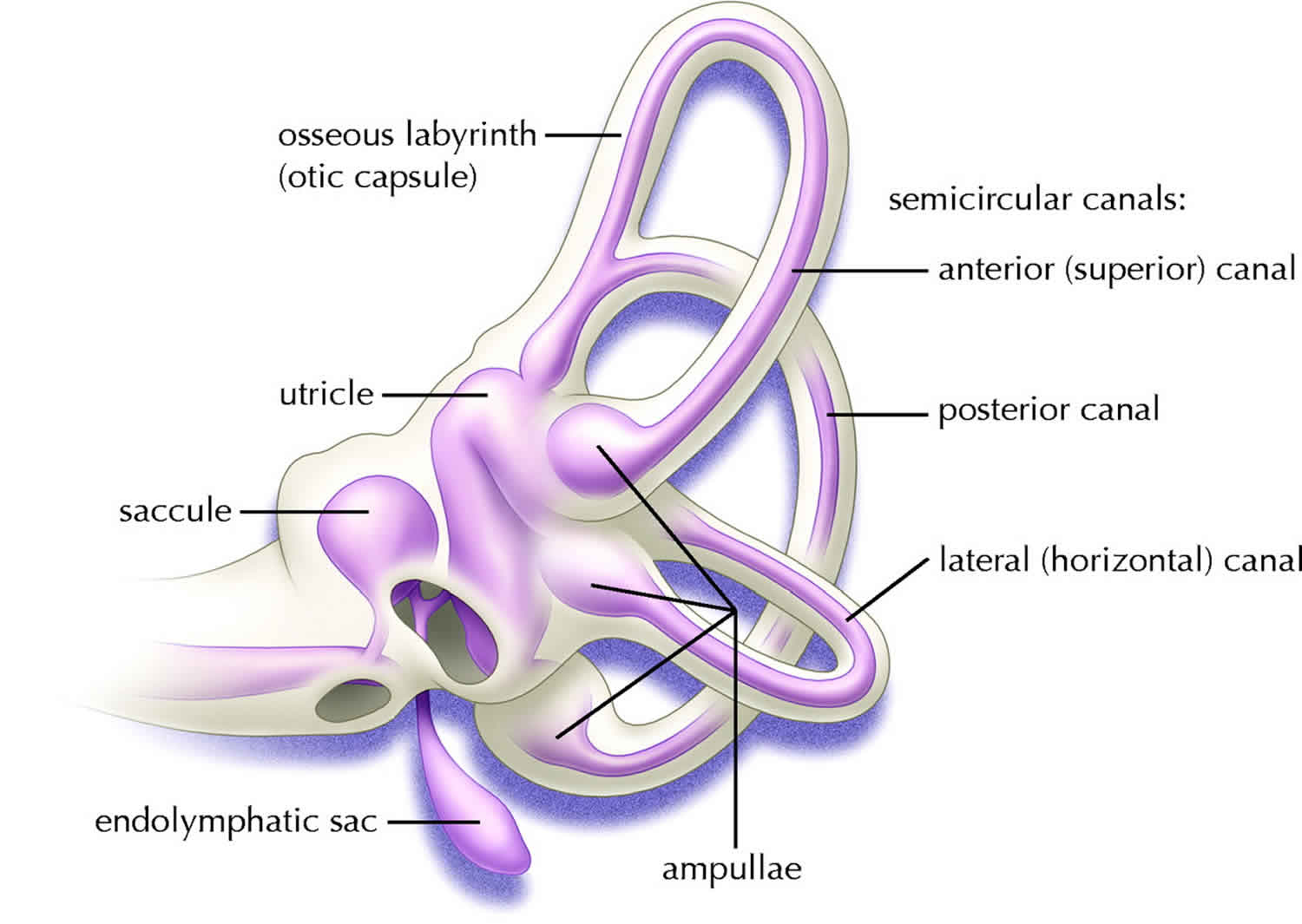 semicircular canals