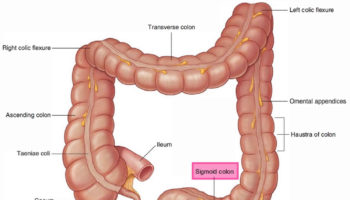 sigmoid colon anatomy