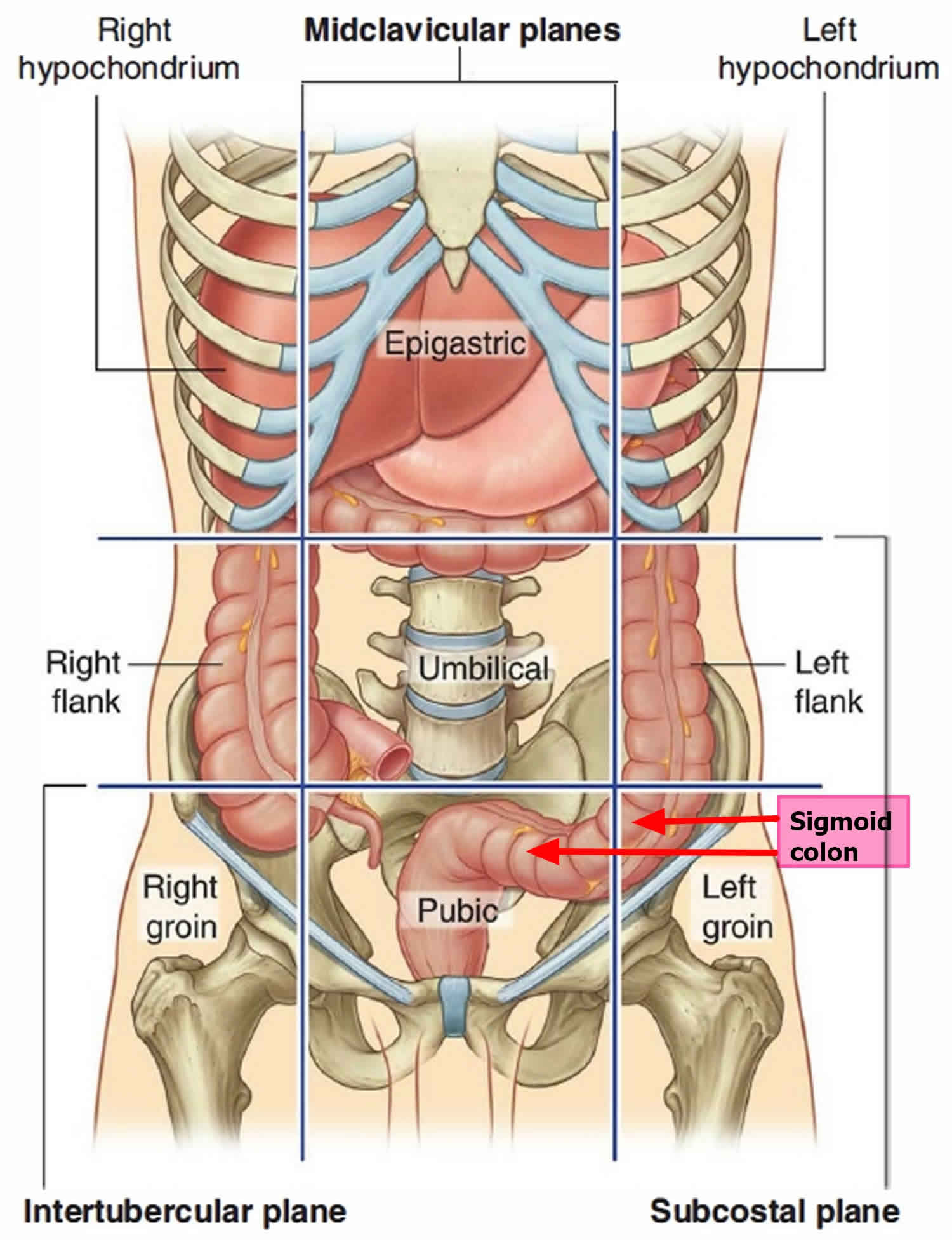 Sigmoid Colon Anatomy Location Function Polyps Diverticulosis Cancer