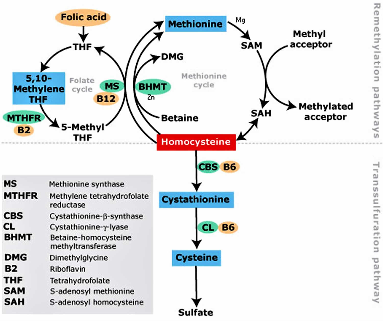Homocysteine metabolism