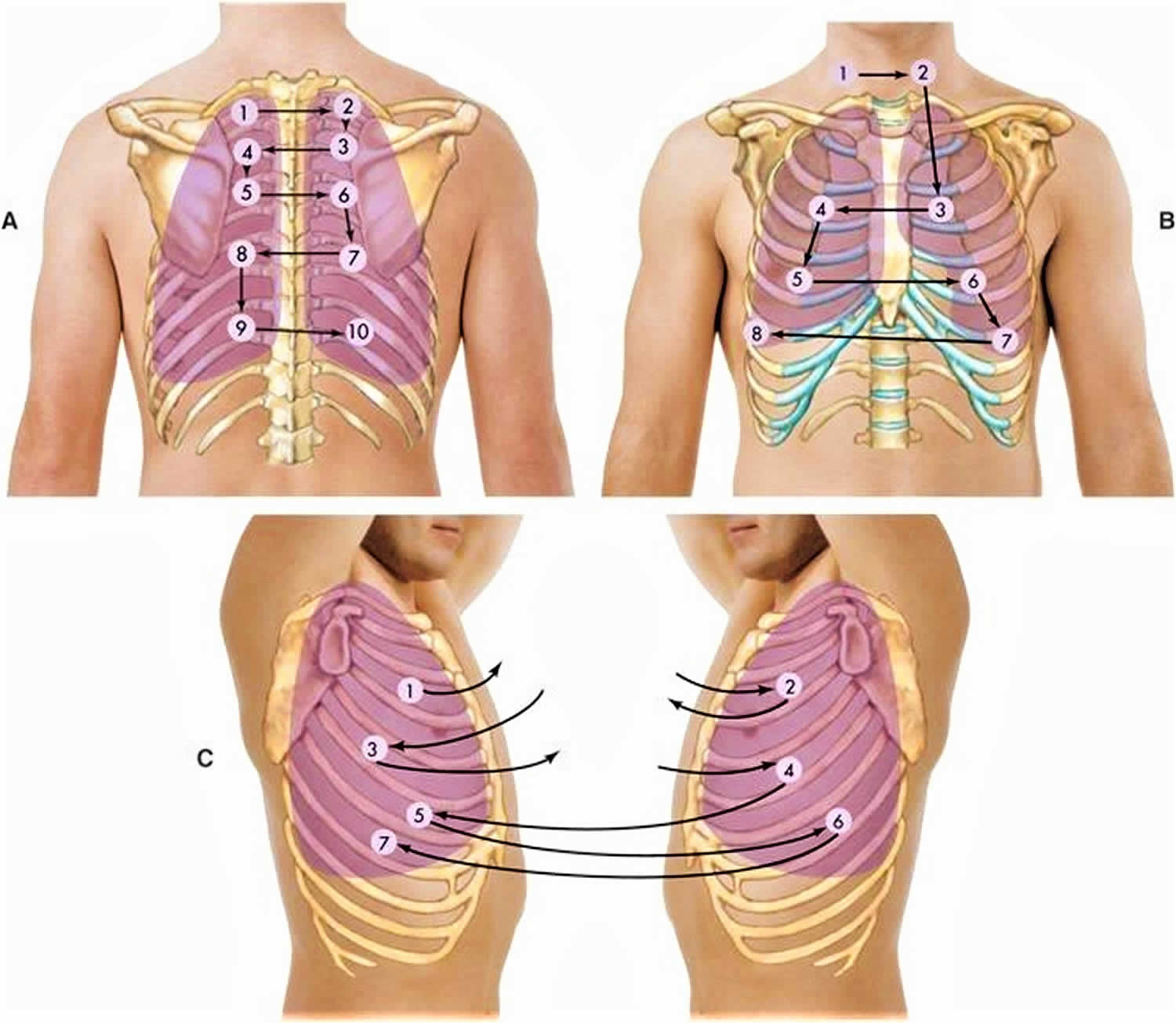 listen to lung sounds