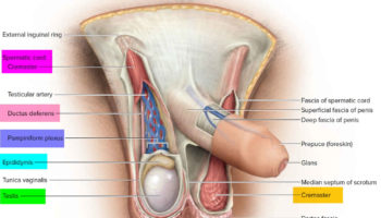 Scrotum anatomy