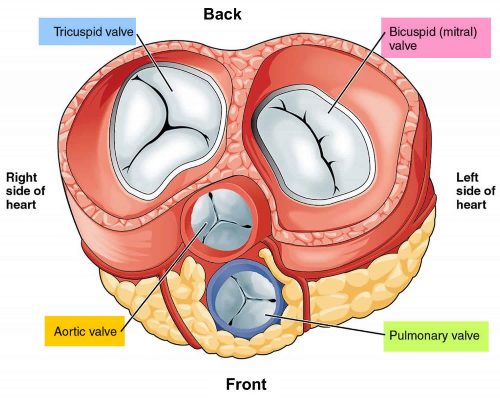 replacement-heart-valves-and-their-methods-of-use-and-manufacture