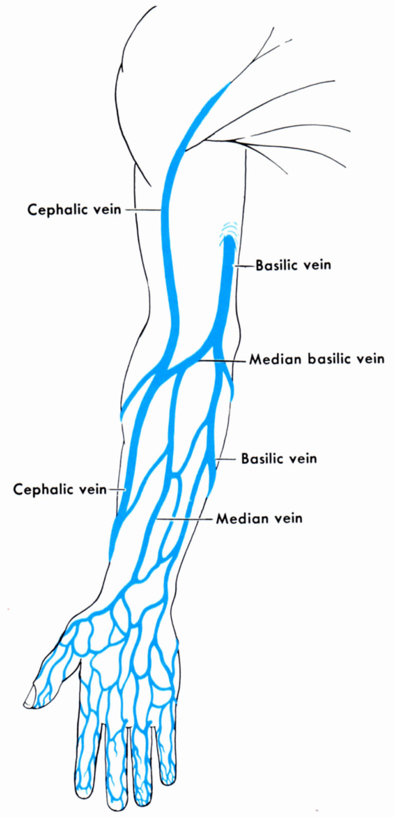 Venipuncture Procedure Venipuncture Sites Veins Venipuncture