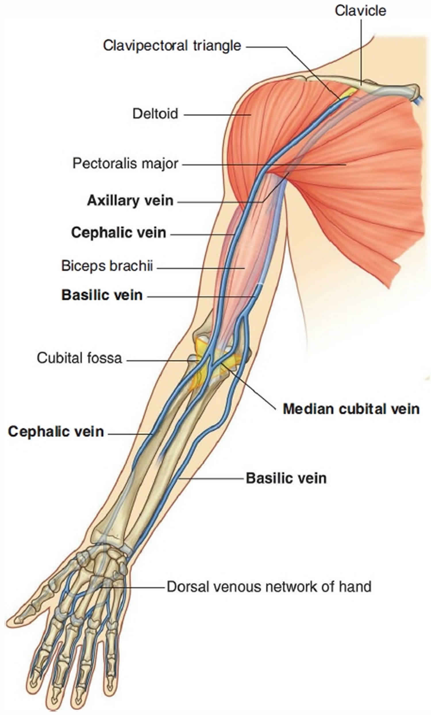 Veins of the arm for venipuncture