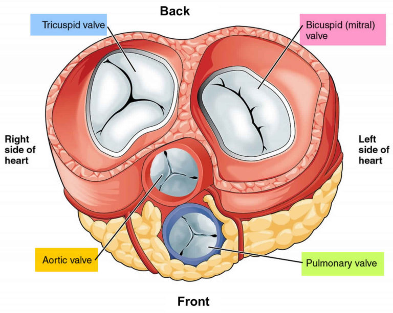 Auscultation how to do chest, lung and heart auscultation