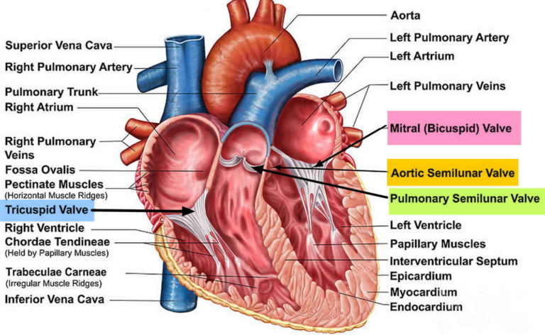 Tricuspid valve regurgitation causes, severity, symptoms, diagnosis ...