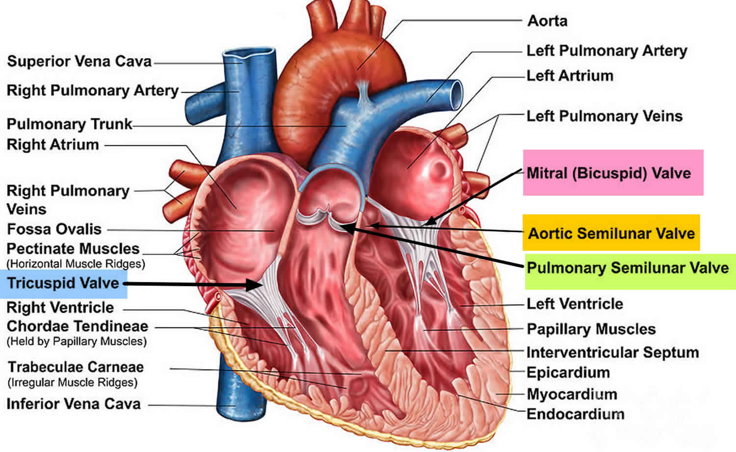 Tricuspid valve regurgitation causes, severity, symptoms, diagnosis