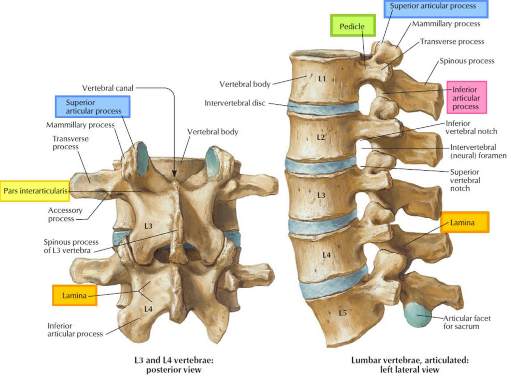 Lumbar Facet Anatomy