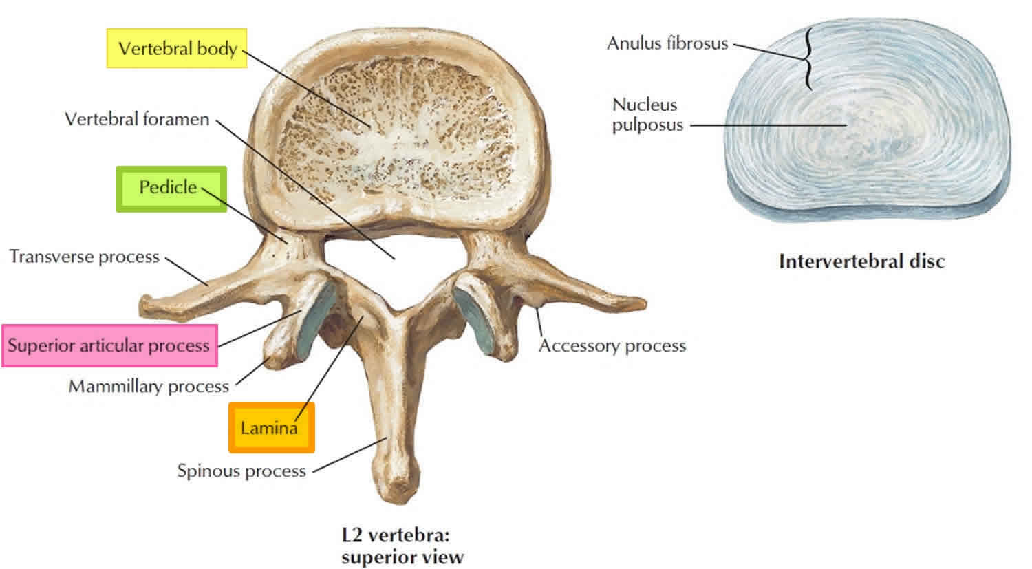 Lumbar vertrebrum