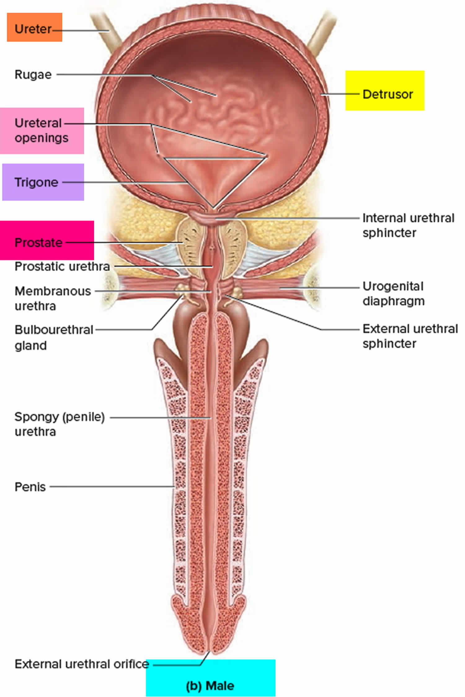 Retrograde ejaculation definition, causes, symptoms, diagnosis & treatment