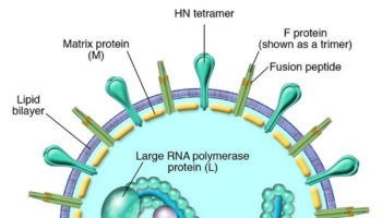 parainfluenza