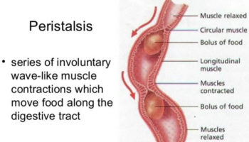 peristalsis