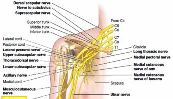 radial nerve