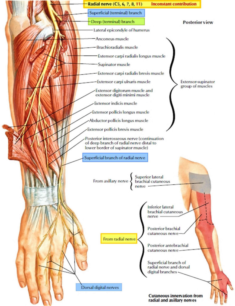 Radial nerve anatomy, radial nerve palsy and radial nerve injury