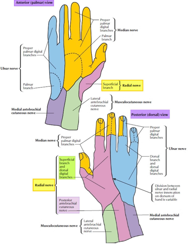 Radial nerve anatomy, radial nerve palsy and radial nerve injury