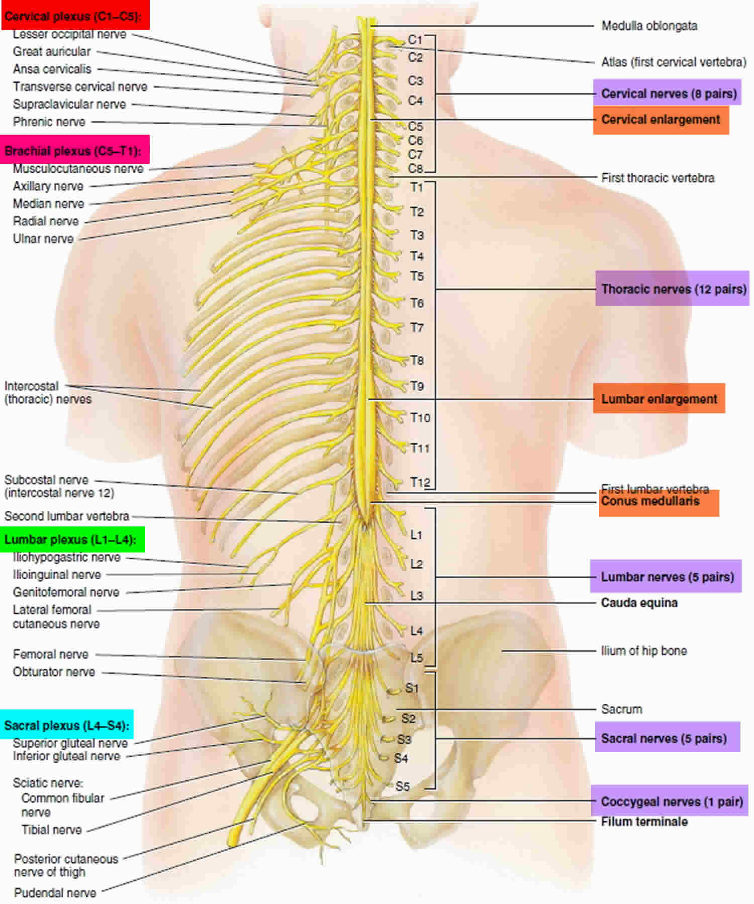 spinal cord segments