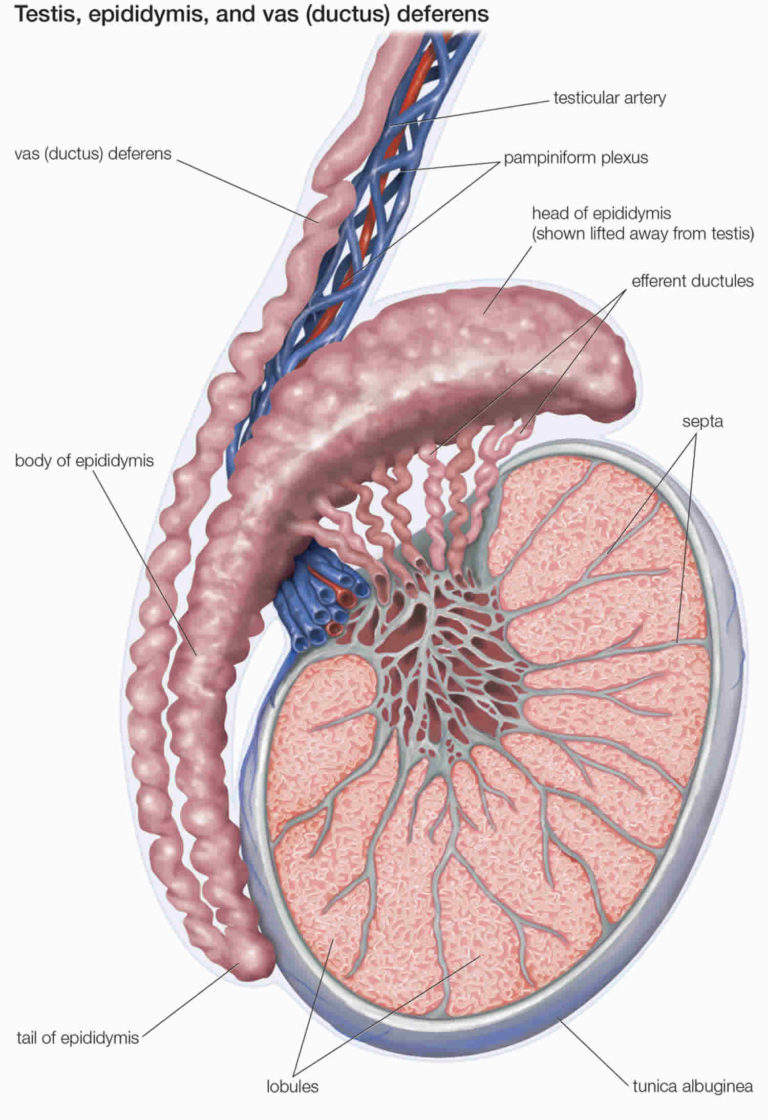 Testicular Torsion Causes Signs Symptoms Diagnosis Treatment And Surgery