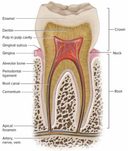 Periodontitis causes, symptoms, complications, diagnosis & treatment