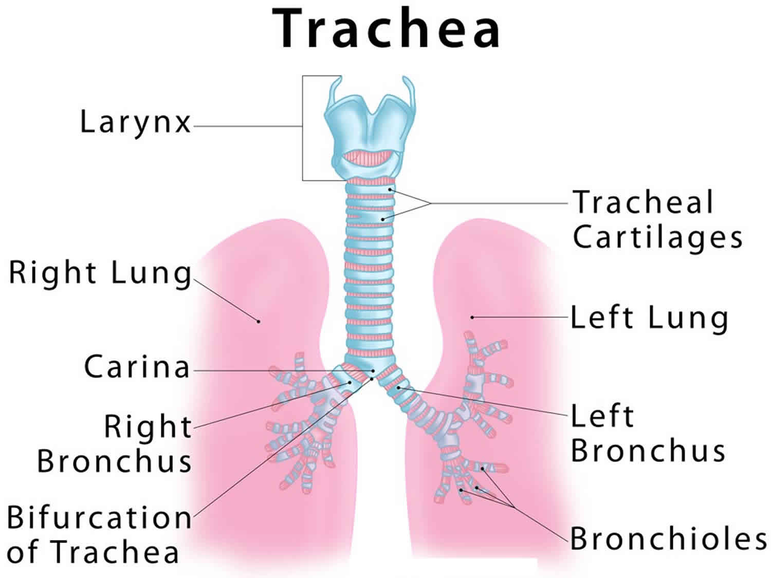 Tracheomalacia in babies & adults causes, symptoms ...
