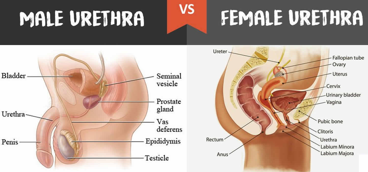 Urethra - male and female