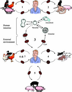 Blastocystis & Blastocystis Hominis, Causes, Symptoms, Diagnosis 