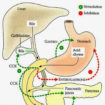 Cholecystokinin