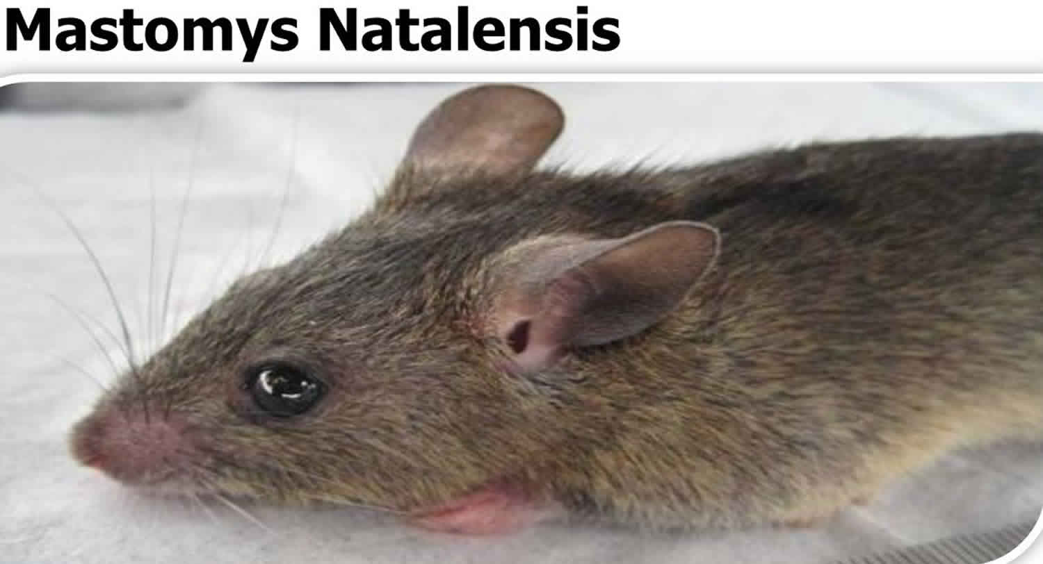Mastomys natalensis rat