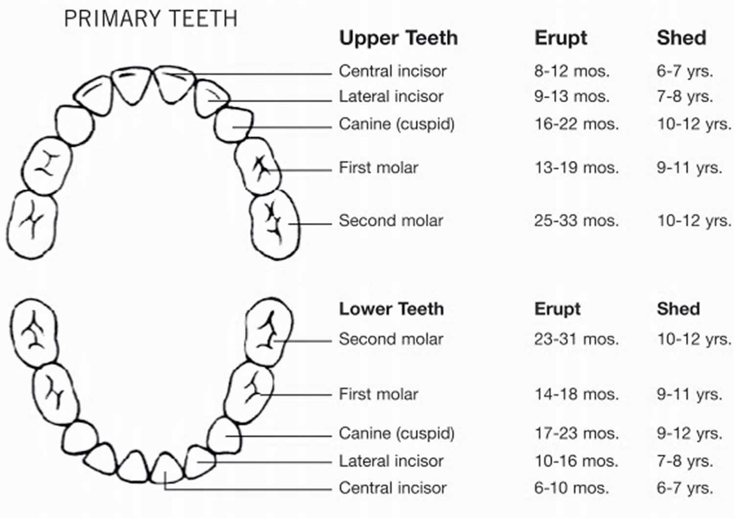 Baby Teeth When They Come In The Order Baby Teeth Come How Many Teeth