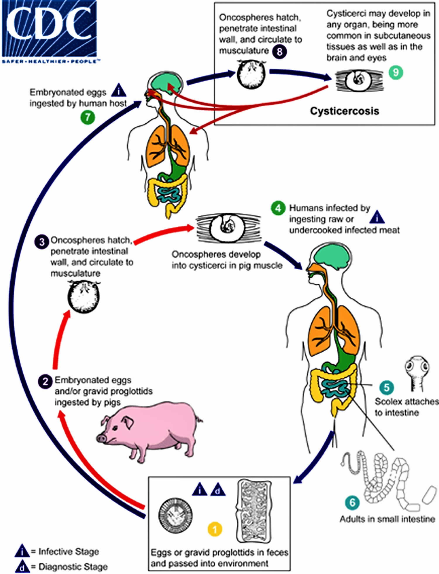 Cysticercosis life cycle