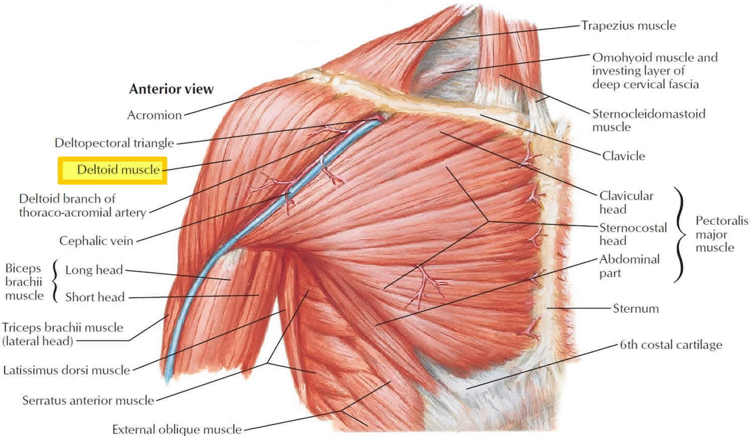 Deltoid muscle anatomy, fibers, function and action of the deltoid muscle