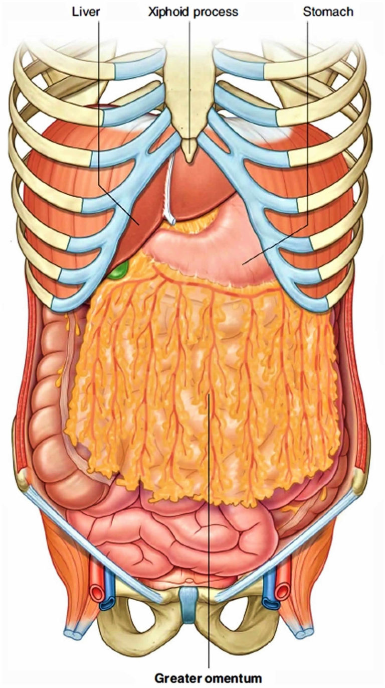 Greater and lesser omentum anatomy and omentum function