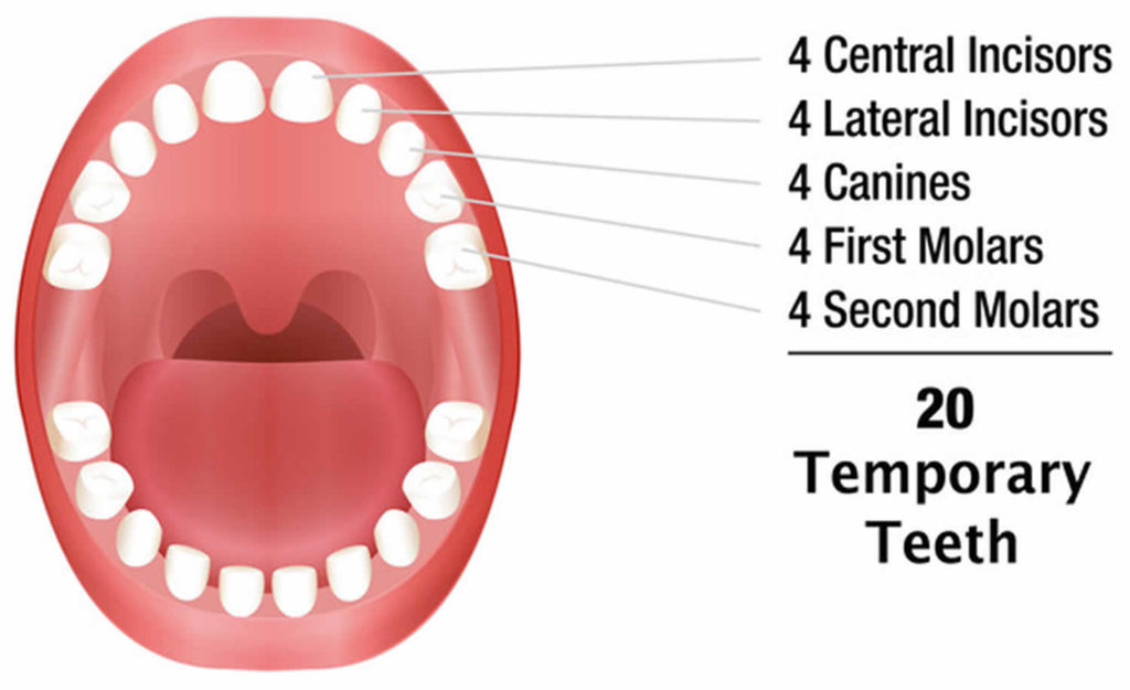 baby-teeth-when-they-come-in-the-order-baby-teeth-come-how-many-teeth