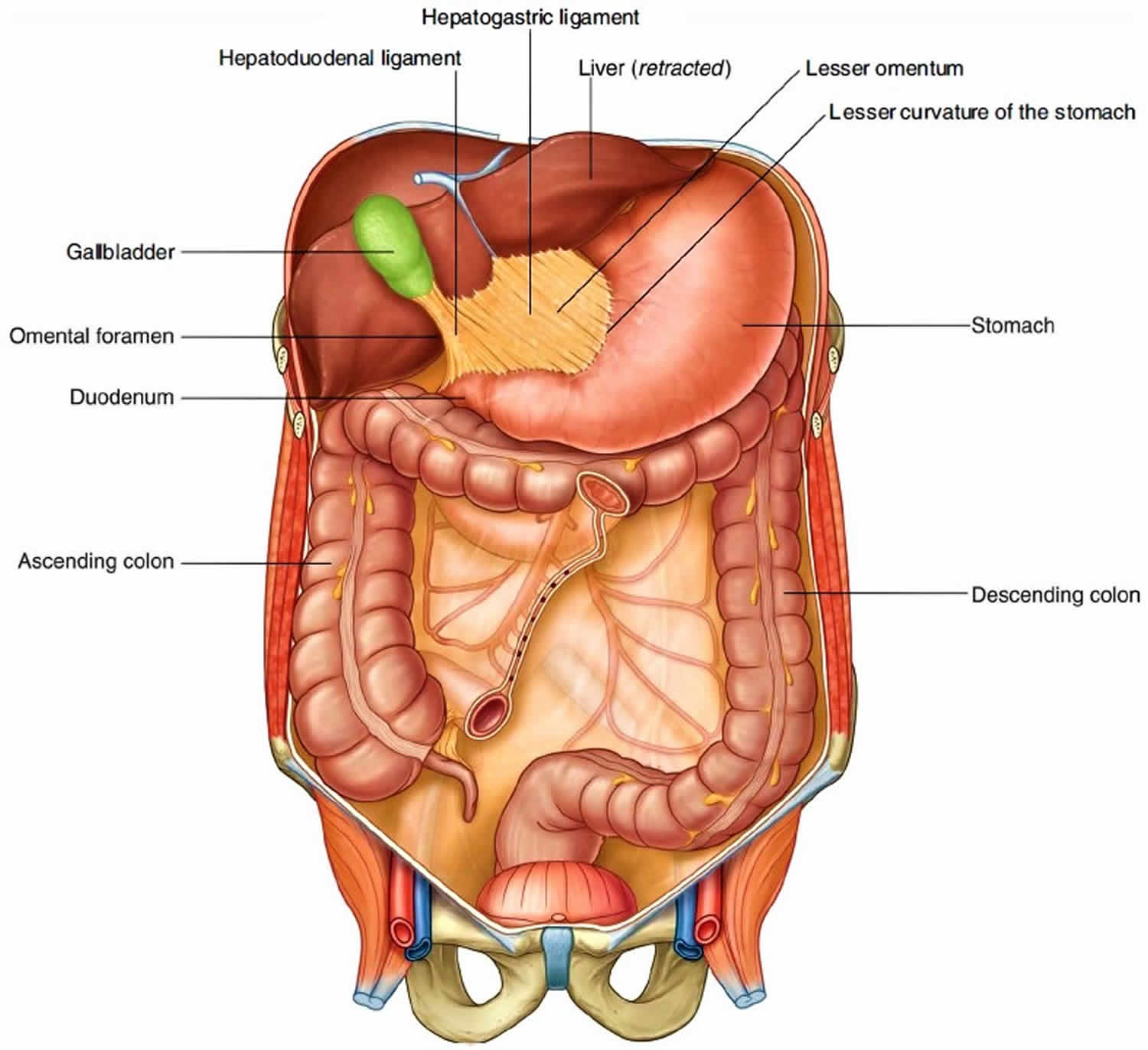 Greater and lesser omentum anatomy and omentum function