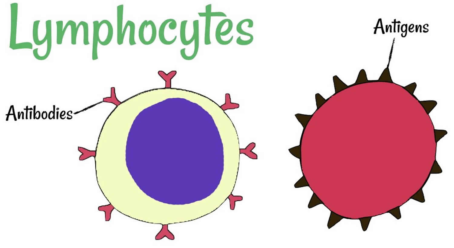 Lymphocytes function, types, normal range & causes of high or low