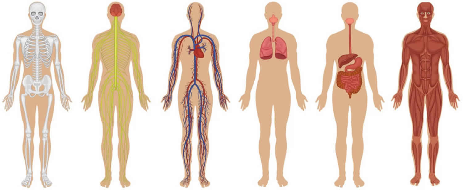 Metabolic Meaning In English